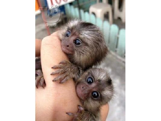 PoulaTo: marmoset μωρό για € 250