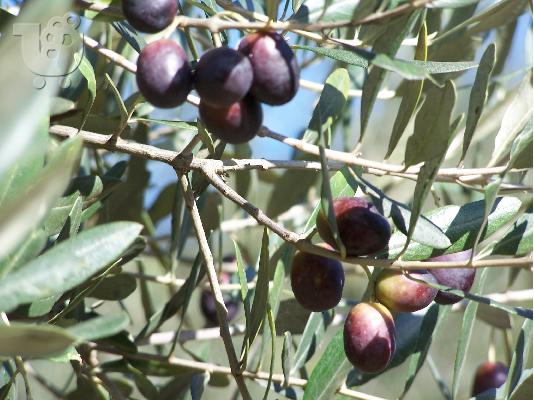 PoulaTo: ΕΞΤΡΑ ΠΑΡΘΕΝΟ ΕΛΑΙΟΛΑΔΟ