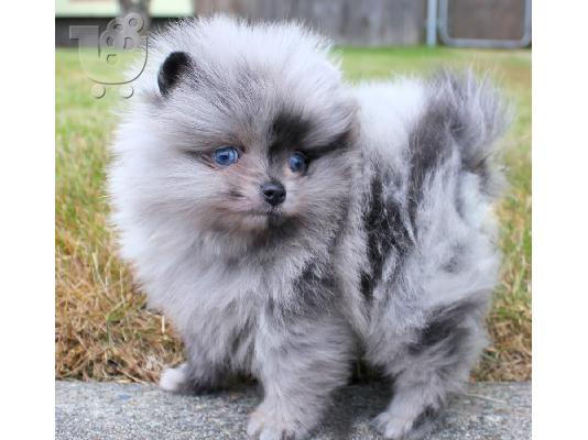 PoulaTo: POMERANIAN TOY