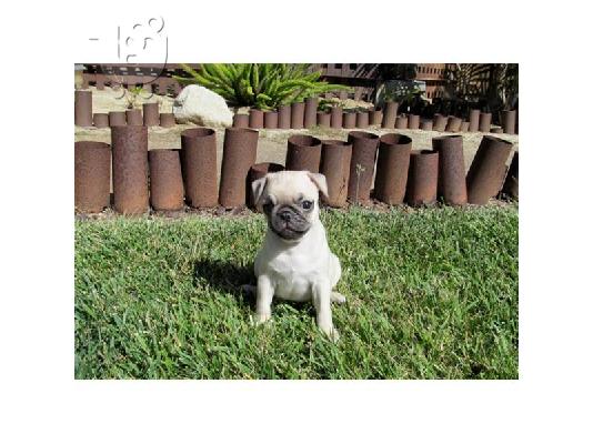 CUTE Pug κουτάβι για υιοθεσία