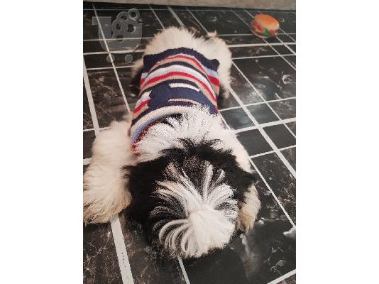 PoulaTo: Ποιότητα Bred οικογένεια Rasied Shih Tzu προς πώληση