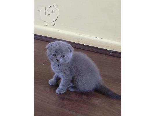PoulaTo: Σκωτσέζικες Fold/Stright Blue Kittens Προς Πώληση