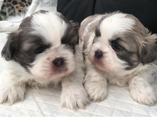 PoulaTo: Imperial Shih Tzu κουτάβια κορίτσι και αγόρι προς πώληση