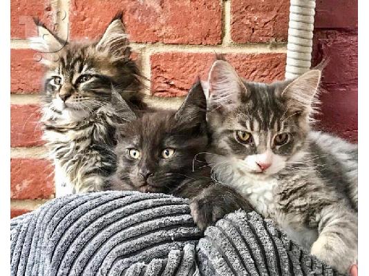 PoulaTo: Εγγραφή Maine Coon Kittens