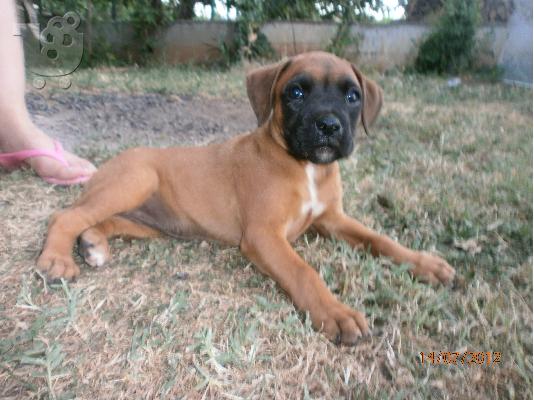 PoulaTo: καθαρόαιμο θηλυκό Boxer