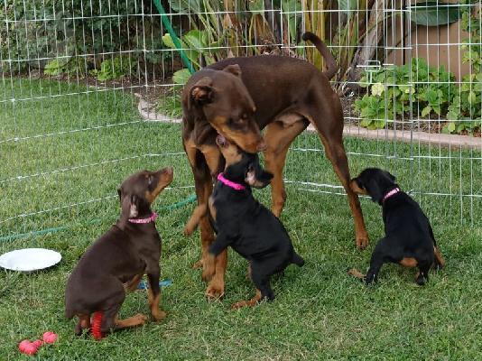 PoulaTo: Doberman pinscher κουτάβια για υιοθεσία