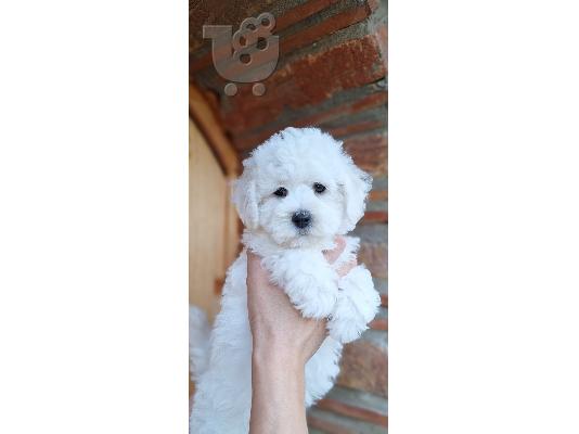 PoulaTo: Curly Bichon κουτάβια όμορφα κουτάβια
