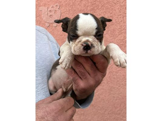Κουτάβια Boston Terrier