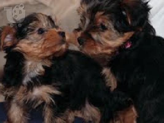 PoulaTo: Yorkie κουτάβια για ένα υπέροχο σπίτι.