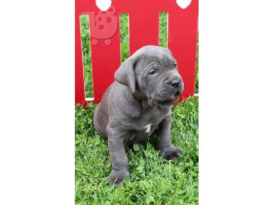 PoulaTo: Κουτάβια Cane Corso