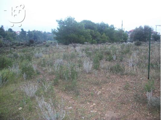 Άγιοι Θεόδωροι Κορινθίας πωλούνται οικόπεδα