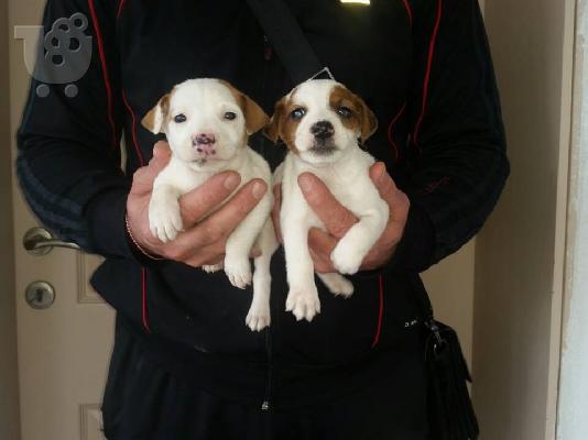 Jack Russell καθαροαιμα 6979314054 ΚΡΗΤΗ-ΑΘΗΝΑ-θεσσαλονικη