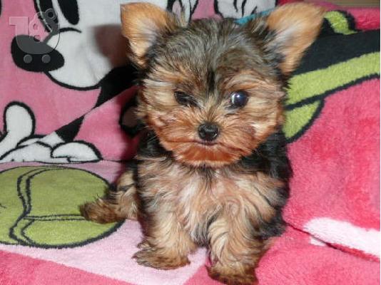 αρσενικό Yorkie κουτάβι τεριέ προς πώληση.
