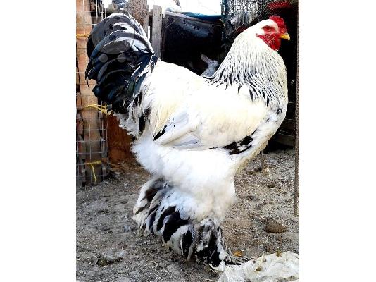 PoulaTo: αυγα προς εκκολαψη brahma king εισαγωγης