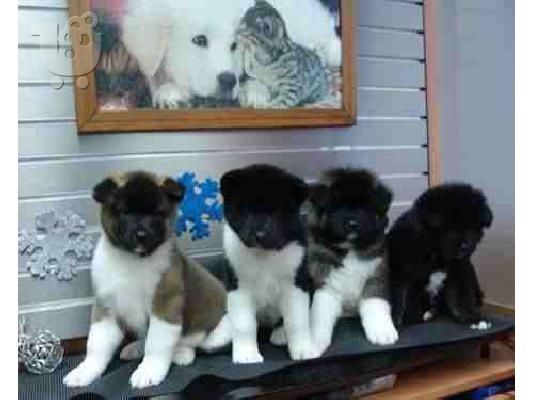 (Boxer κουτάβια ακιτα(AKITA))ΑΚΙΤΑ ΜΠΟΞΕΡ