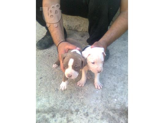 ΑΜΕΡΙΚΑΝΙΚA PITBULL RED NOSE