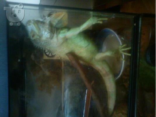 TERRARIUM IGKOUANA