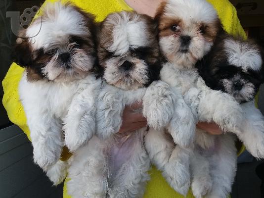 PoulaTo: Shih Tzu
