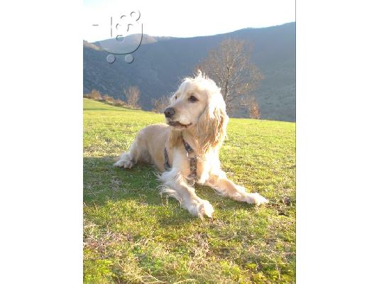 PoulaTo: cocker spaniel