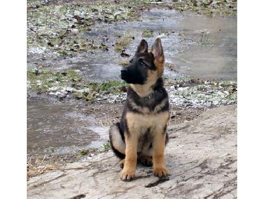 germaniko poimeniko  Γερμανικός Ποιμενικός Γερμανικός Ποιμενικός Γερμανικός Ποιμενικός...
