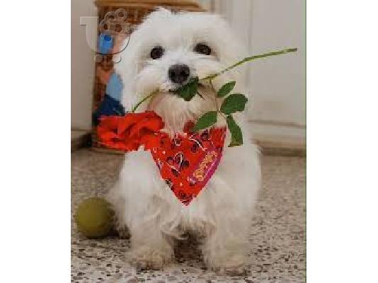 PoulaTo: Χαρίζεται Maltese.