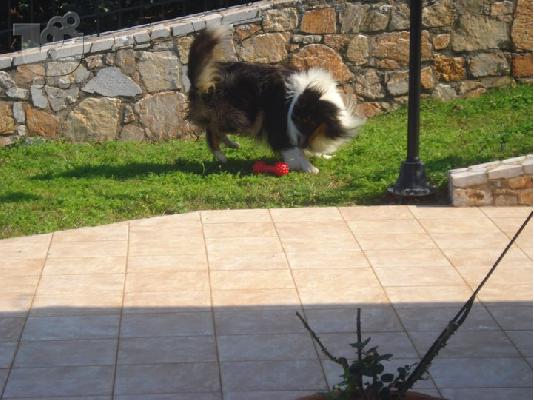 Ζητώ Νύφη