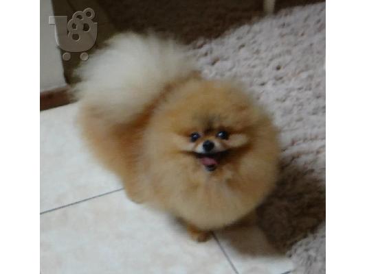 pomeranian toy