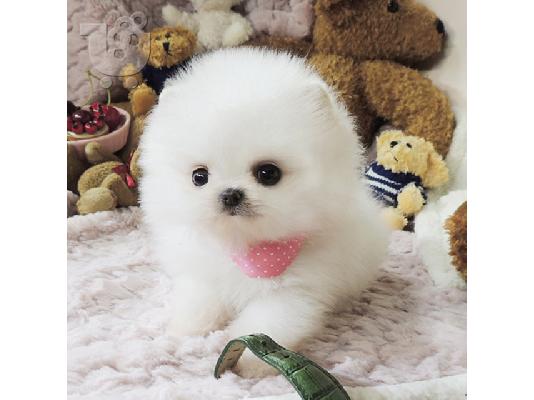 PoulaTo: Mini pomeranian κουτάβια