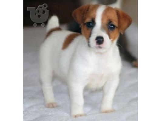 PoulaTo: Αξιολάτρευτα κουτάβια Jack Russell