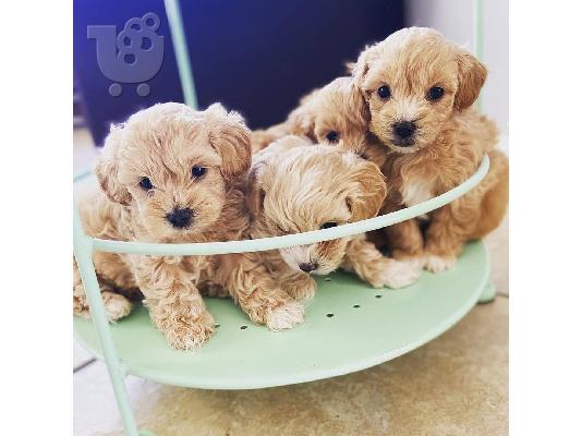 PoulaTo: Πώληση κουτάβια Maltipoo