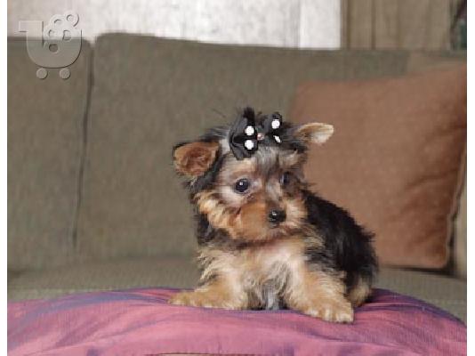 PoulaTo: Yorkshire Terrier mini