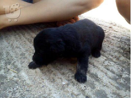 PoulaTo: Πωλείται κουτάβι Labrador-Retriever