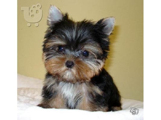 Αναζήτηση: Yorkshire-terrier mini
