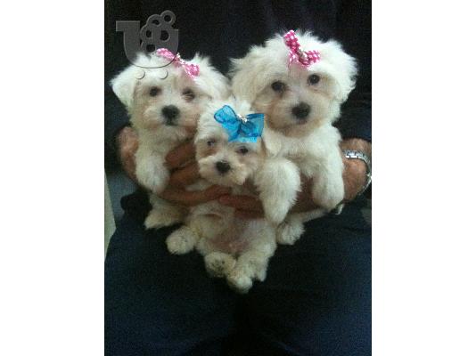 MALTESE MINI