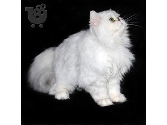 Γατάκια πέρσικα chinchilla