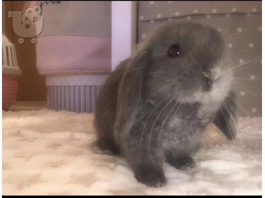 PoulaTo: Mini Lop καθαρόαιμο