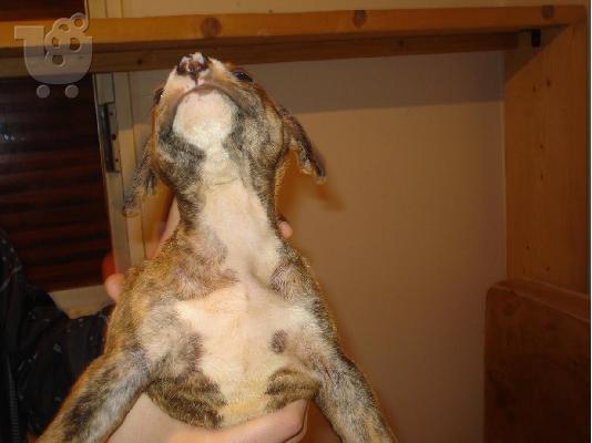 pitbull