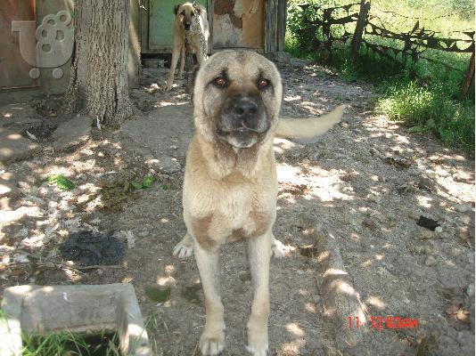 kangal