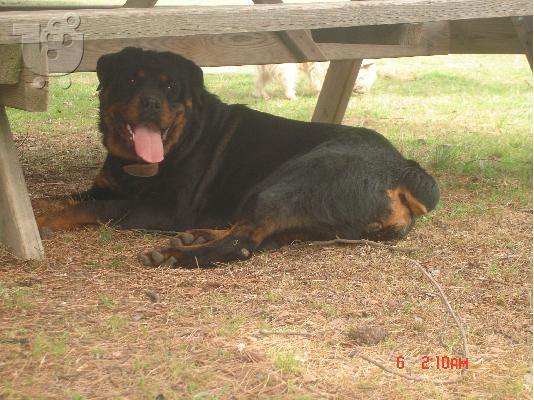 ROTTWEILER