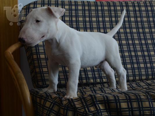 PoulaTo: bull terrier