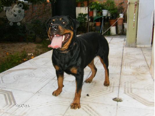 rottweiler