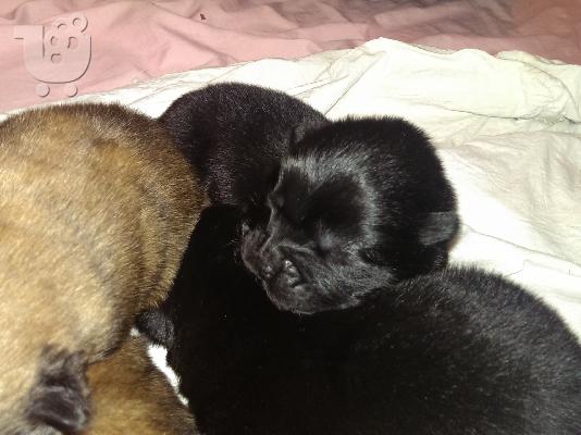 πωλουνται καθαροαιμα κουταβια chow chow
