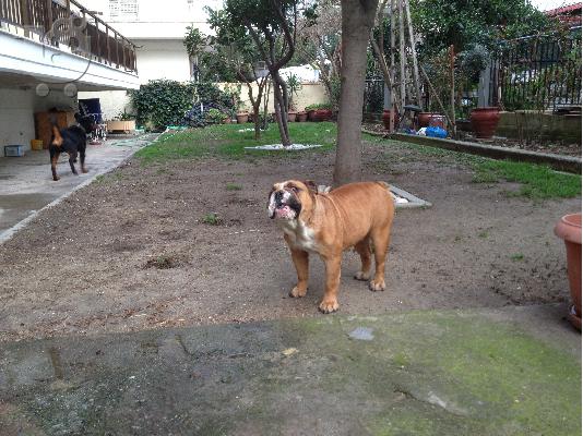 ΠΩΛΟΥΝΤΑΙ BULLDOG