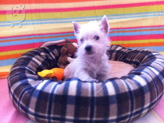 PoulaTo: West Highland Terrier