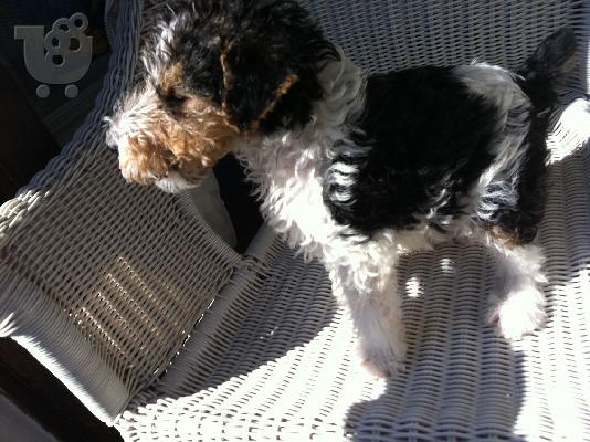 Fox terrier καθαρόαιμo κουτάβι