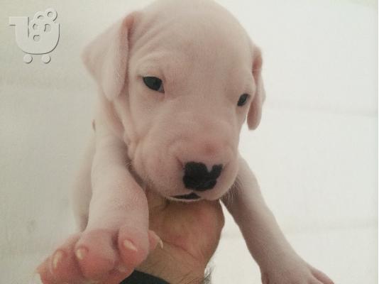dogo argentino