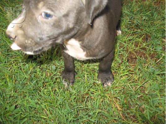 Pwloyntai koytavia pitbull
