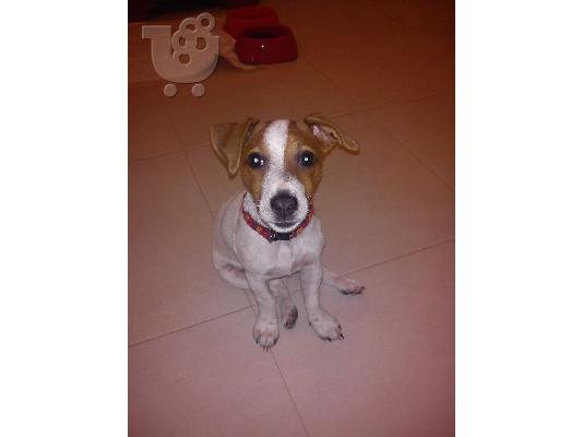 Πωλείται Jack Russell terrier