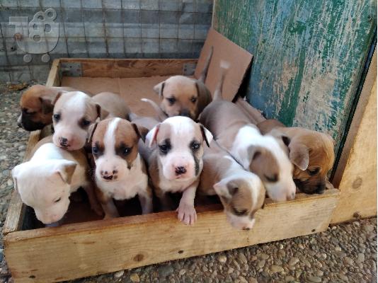 AMERICAN PIT BULL ΚΟΥΤΑΒΙΑ