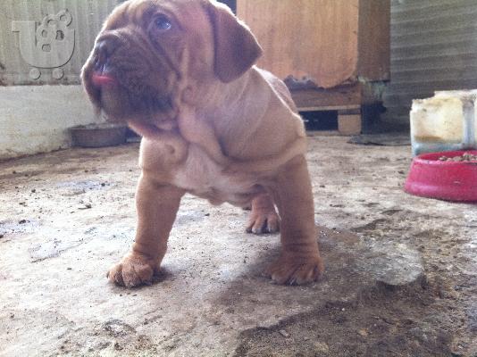 ΚΟΥΤΑΒΙΑ DOGUE DE BORDEAUX---ΓΑΛΛΙΚΟ ΜΑΣΤΙΦ